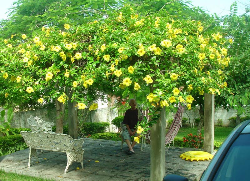 pegolado coberto com a planta trepadeira alamanda, da variedade amarela