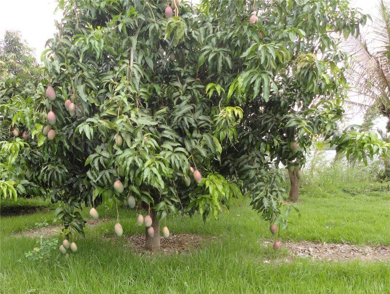 árvores frutíferas mangueira