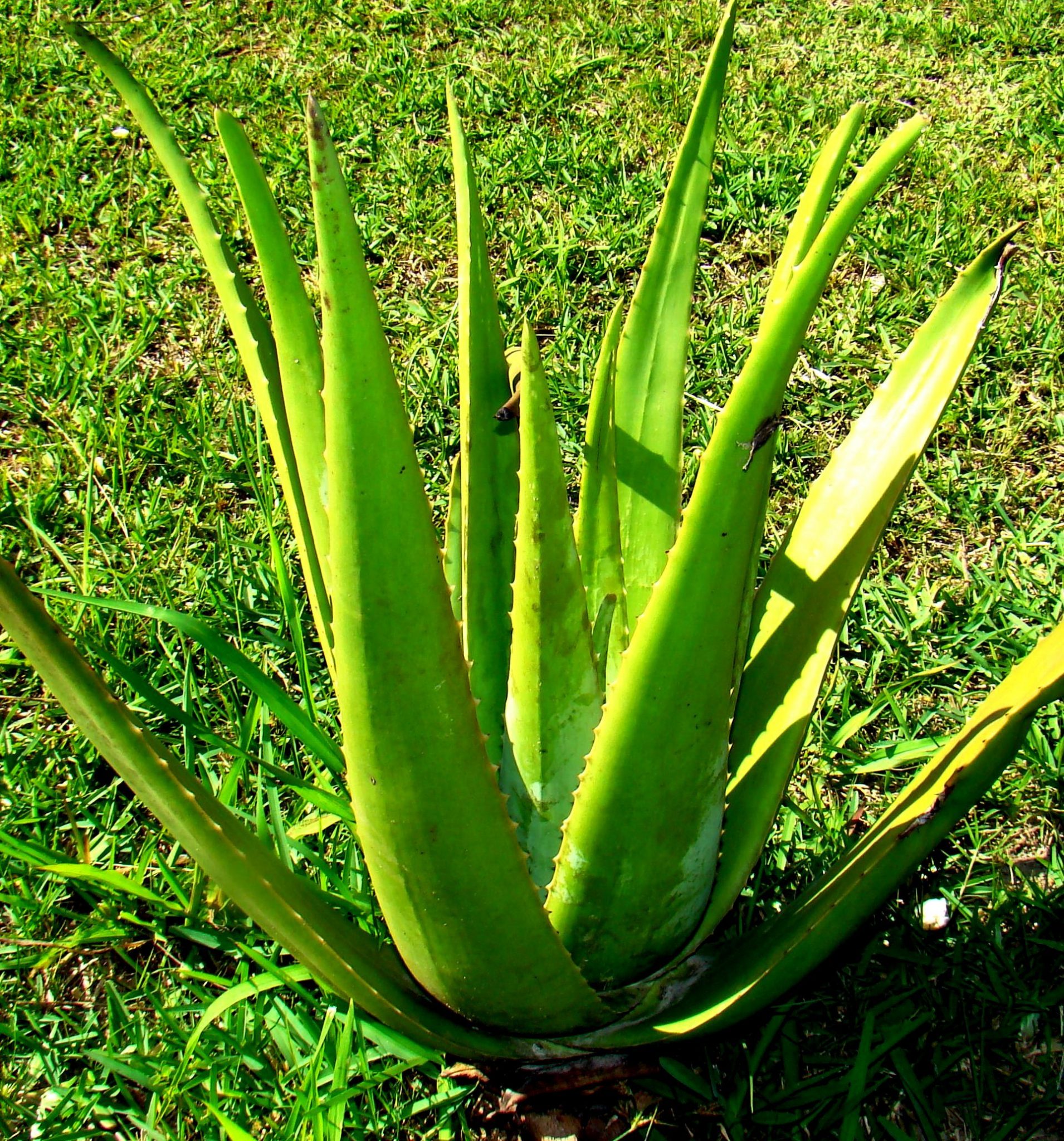 babosa plantas que gostam de sol