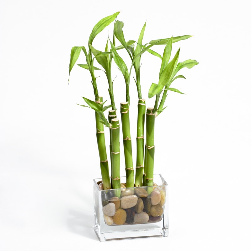 Vaso simples de vidro com bambu da sorte
