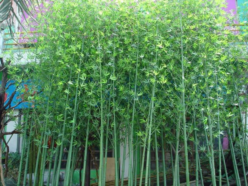 bambu de jardim - múltiplas folhas