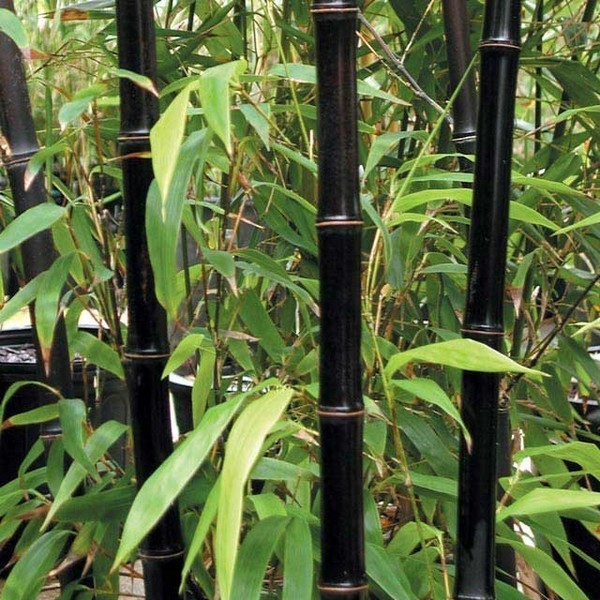 bambu de jardim - bambu preto