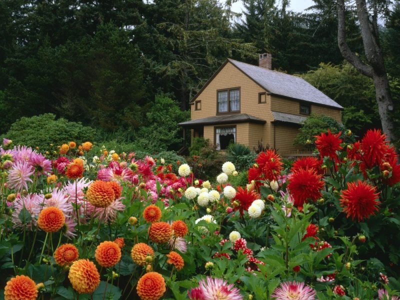 Jardim residencial florido