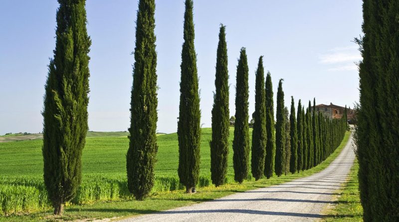 ciprestes fazendo o encaminhamento em estrada italiana - um belo efeito visual para a paisagem local.