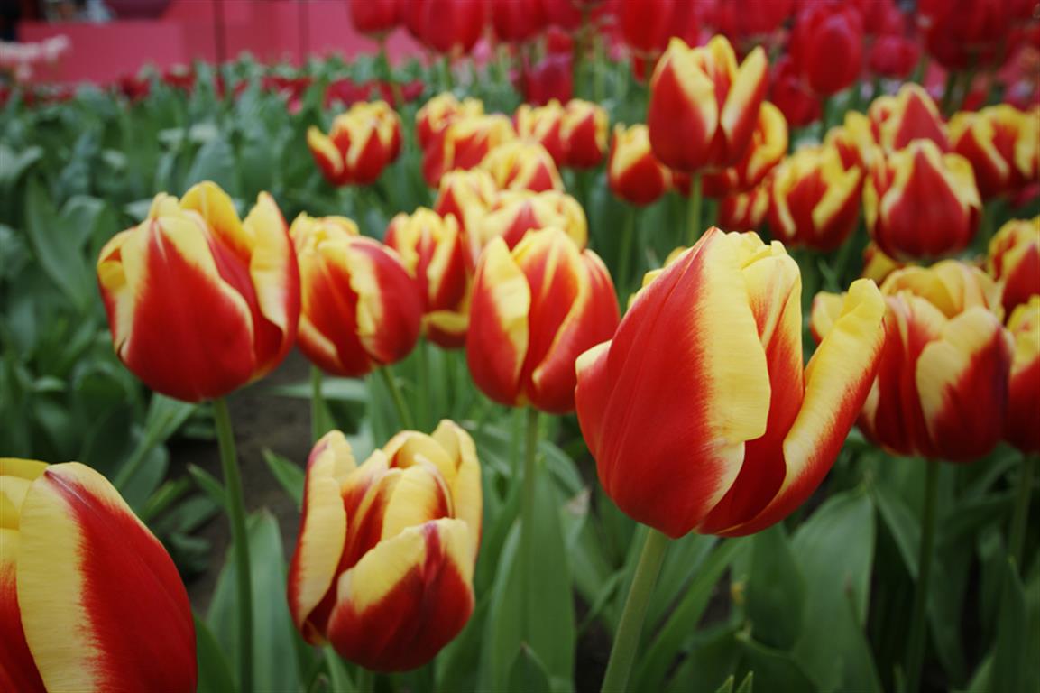 cuidar tulipas