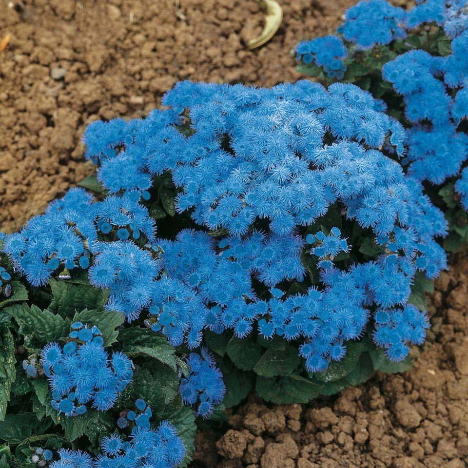 Flor de Cera azul