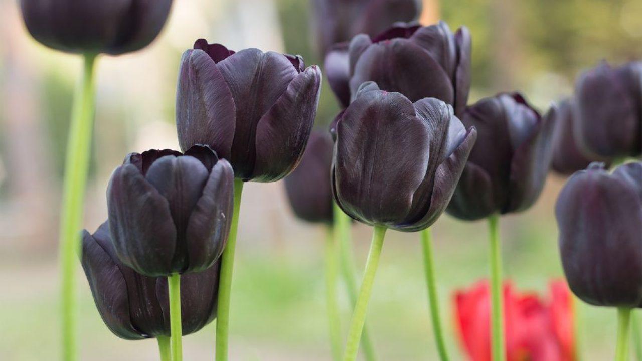 flor tulipa preta