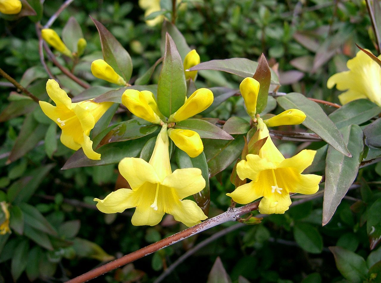 flores amarelas Jasmim Carolina