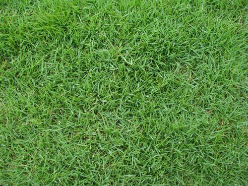 Aspecto da grama Coreana em um gramado