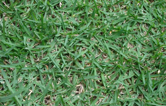 Aspecto da grama esmeralda em um gramado
