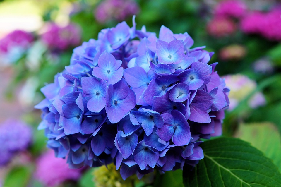 Flor Azul Hortênsia