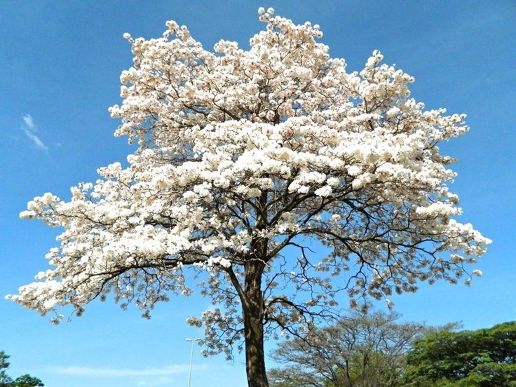 Ipê Branco - Árvore Florida
