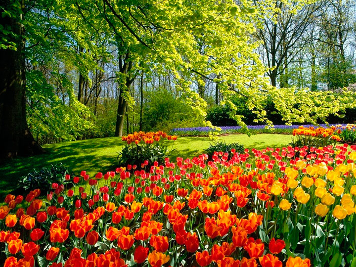 Jardim de flores europeu especialmente para o clima holandês
