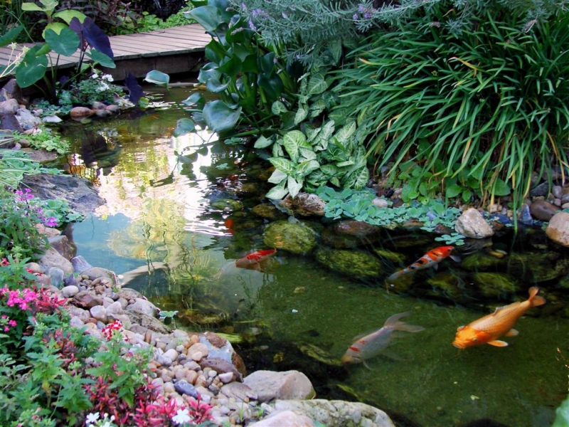 Os lagos com carpas são uma solução muito popular para quem quer um lago ornamental em casa.