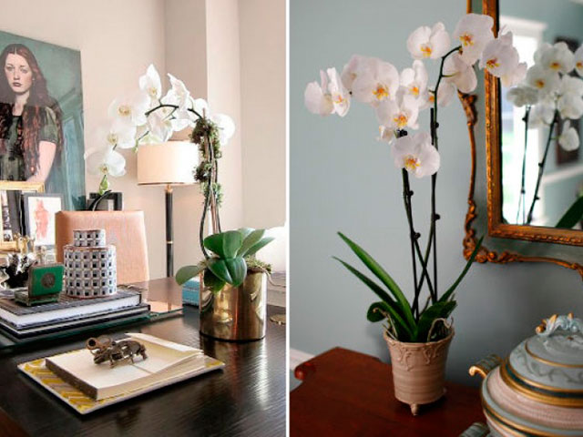 Já outra planta que é ótima na decoração são as orquídeas - além de bonitas e perfumadas, suas flores duram muito tempo dentro de casa