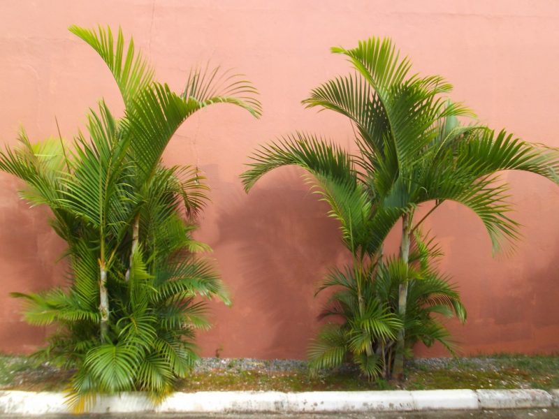 Palmeira Areca Volumosa