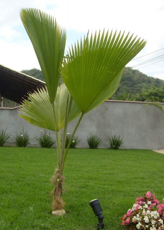 Palmeira Fiji