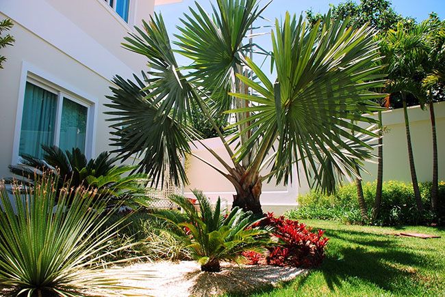palmeira para o jardim