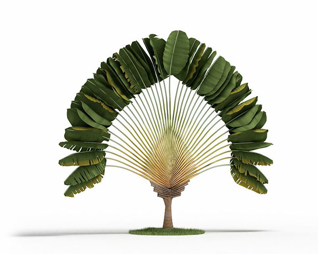 Palmeira ravenala, mantêm as folhas em uma estrutura em forma de leque