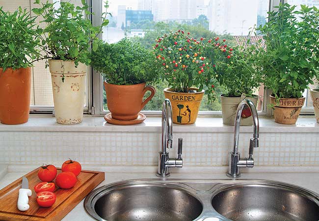 É possível até usar na decoração da cozinha plantas que possam ser usadas na culiária