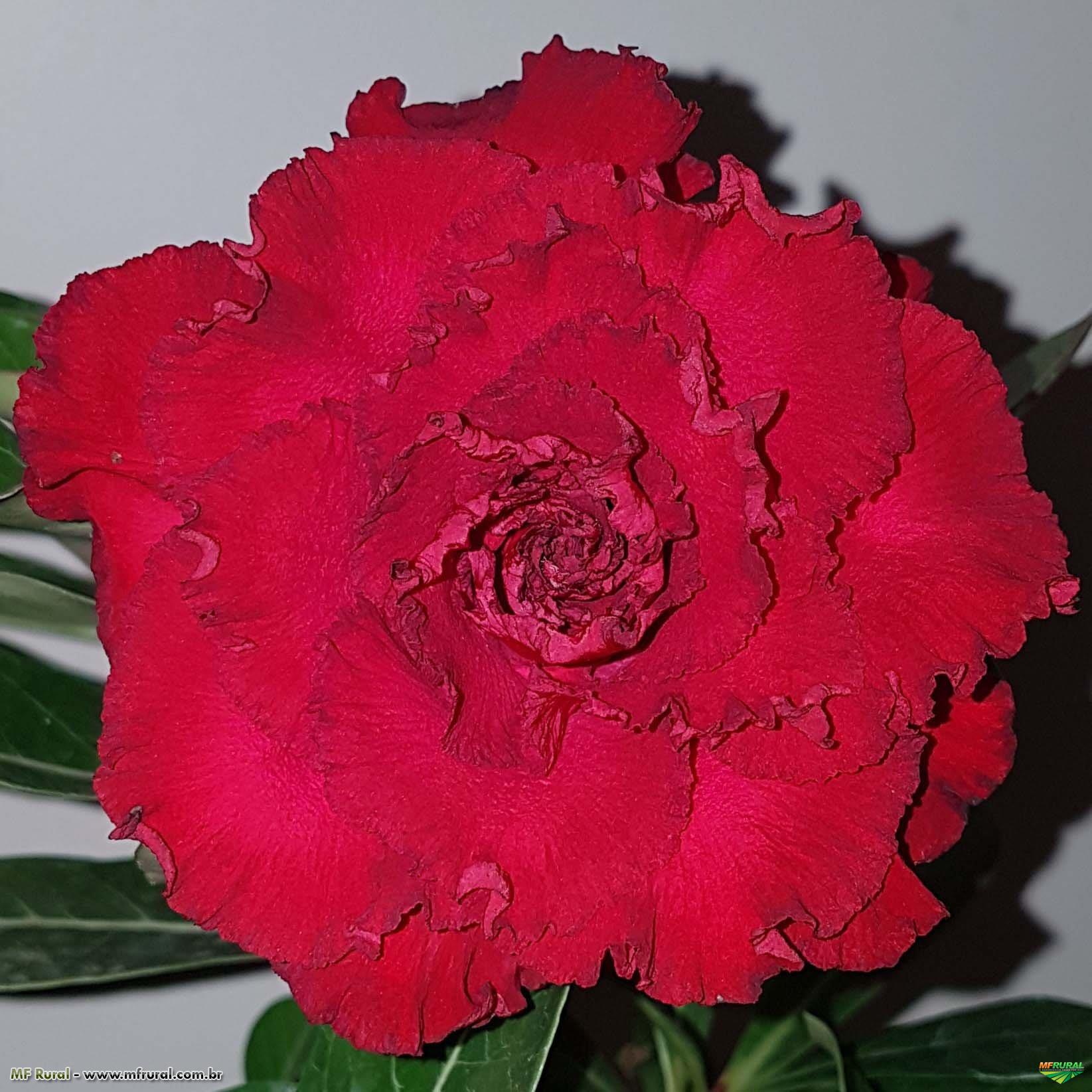 Rosa do Deserto Vermelha