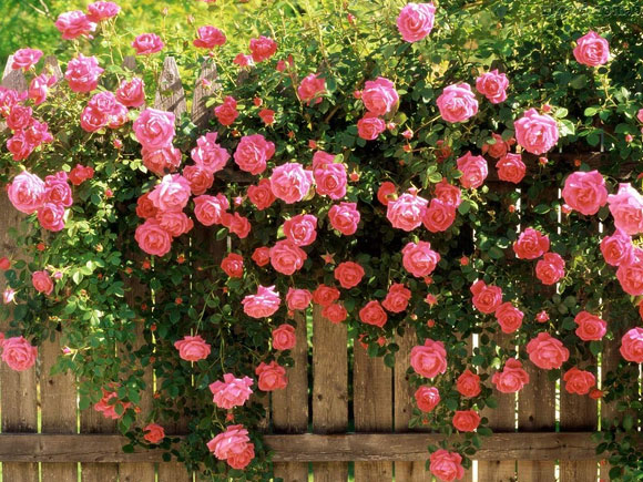variedade de rosa trepadeira, ideal para plantio em grades e cercas