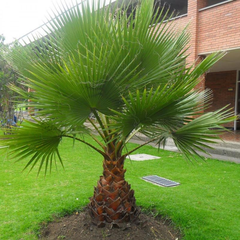 tipos de palmeiras