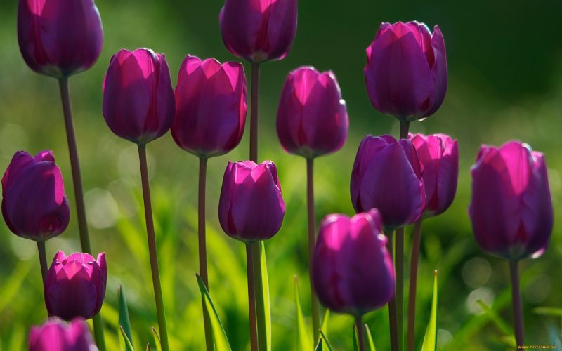 tulipa roxa