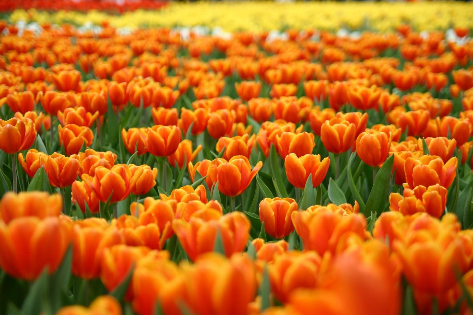 tulipas-laranja