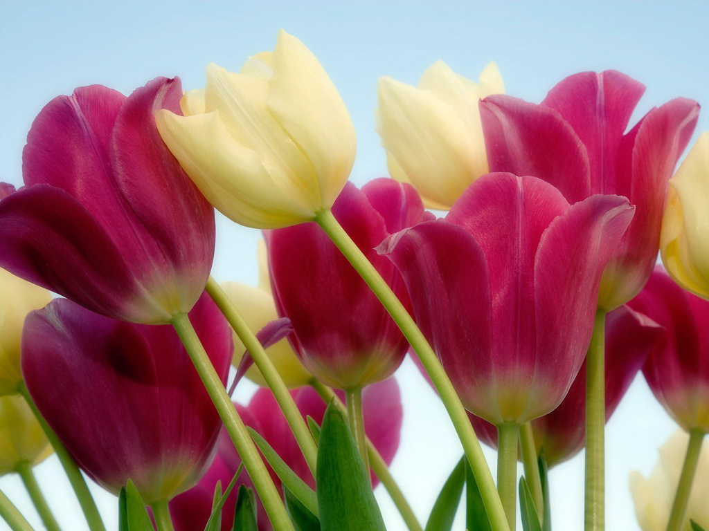 Significado da tulipa